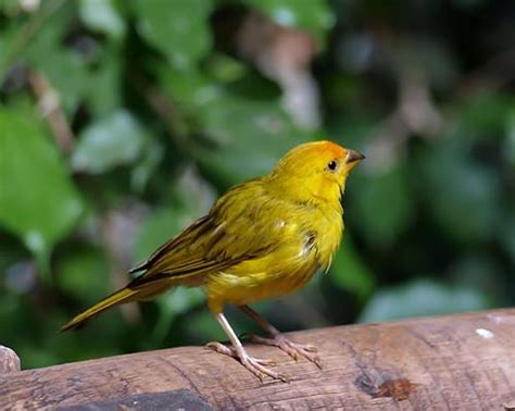 飼養鳥